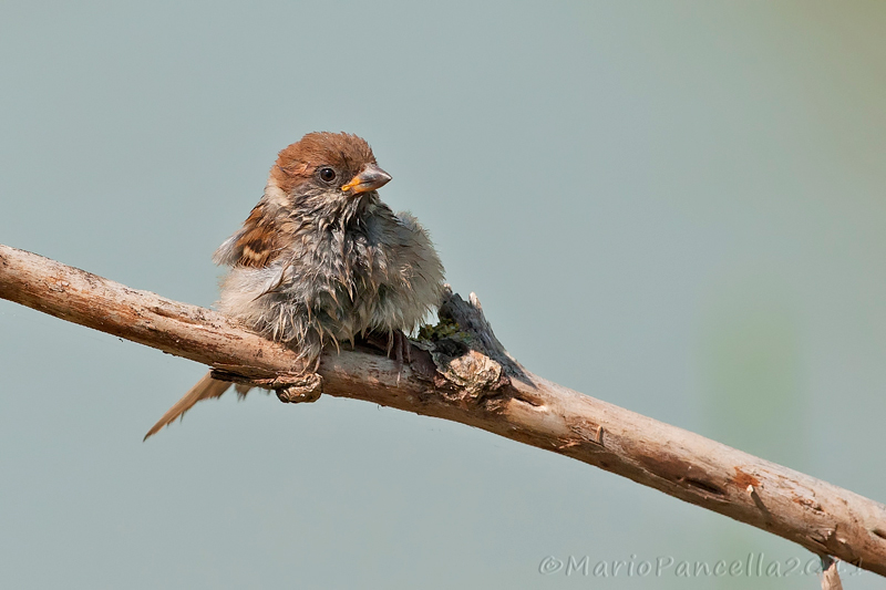 Serie di Passera mattugia (Passer montanus)